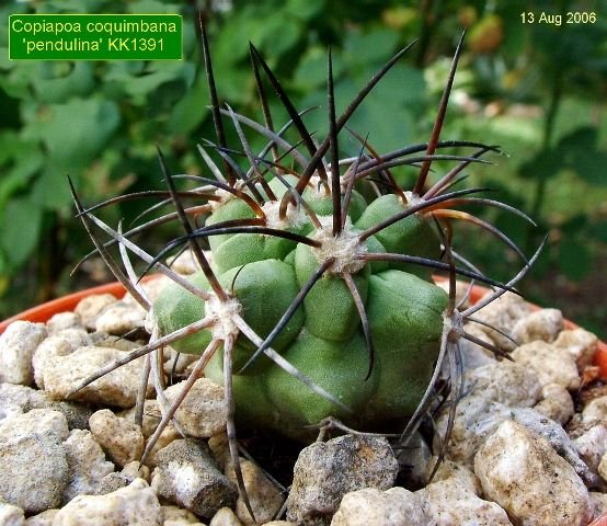 Copiapoa _coquimbana 'pendulina' KK1391 _01